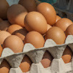 JUMBO EGGS FREE RANGE